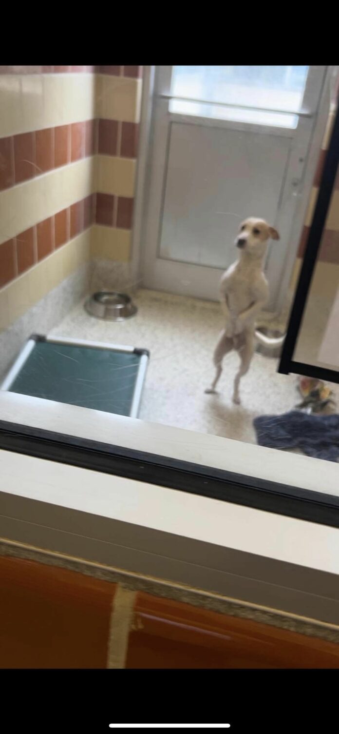 Shelter pup not tall enough to reach adoption window stands back to take a peek