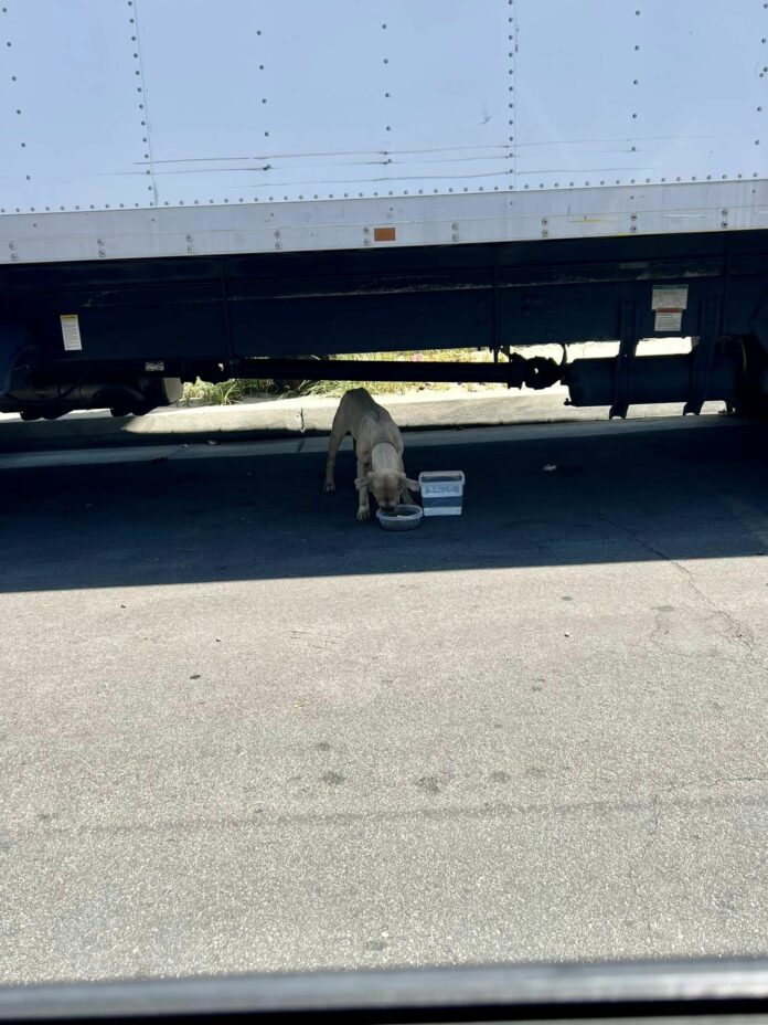Defeated and abandoned dog lived for months under a truck where she had been dumped