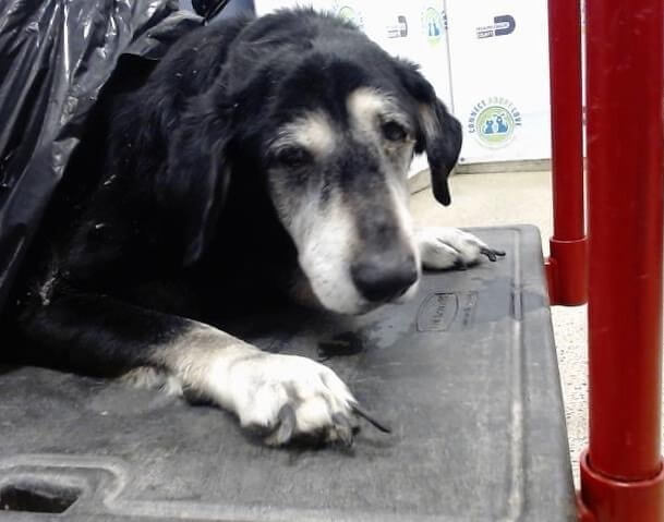 Heartbreaking photo of neglected senior dog brought into shelter in trash bag