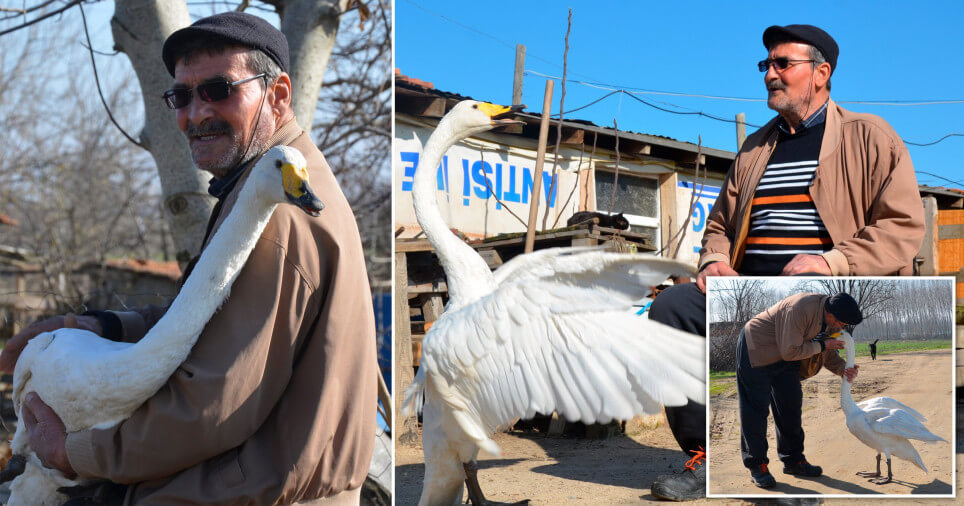 Turkish man and rescued swan have been friends for 37 years