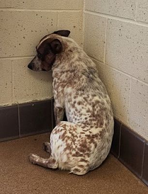 Terrified cattle dog needs some big love to avoid euthanasia at overcrowded shelter