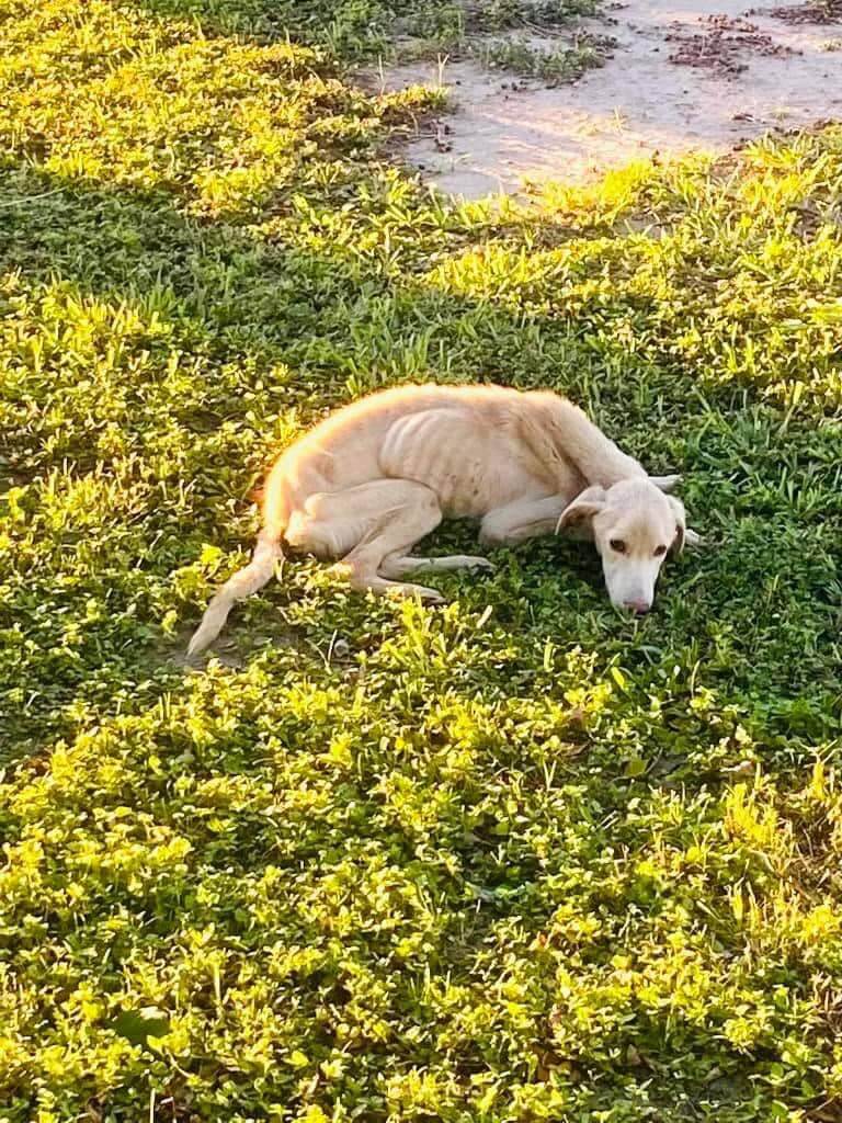 Abandoned and too weak to hold up his own body he waited in a field for someone to help