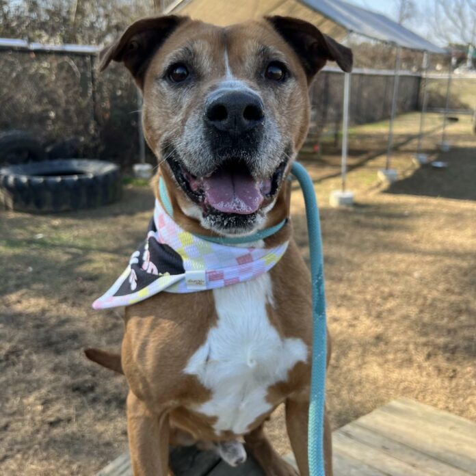 Heartbreaking birthday party celebrating senior pup’s one year anniversary at shelter with only one wish – be adopted
