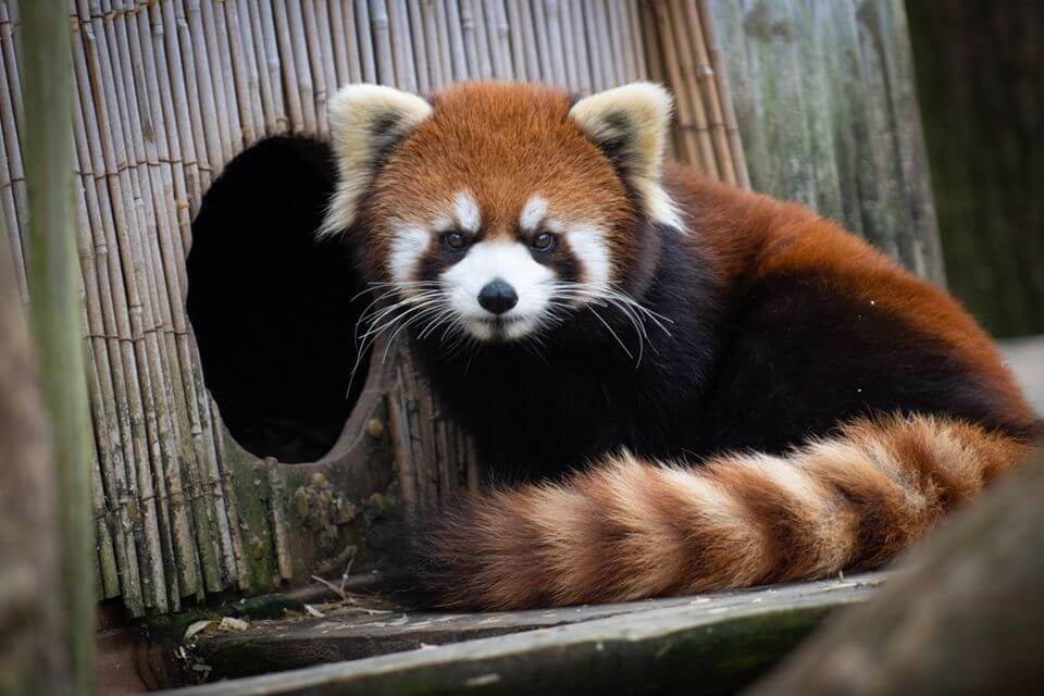 Red panda missing from Columbus Zoo