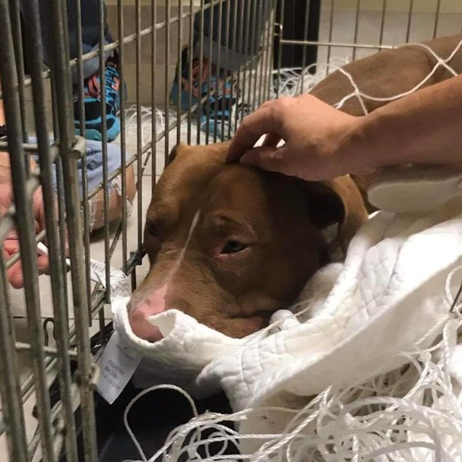 Stray puppy slowly strangling from tight collar rescued