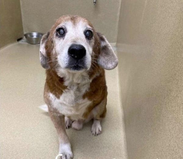 Senior pup with missing leg gave everything he had but still got dumped by his people