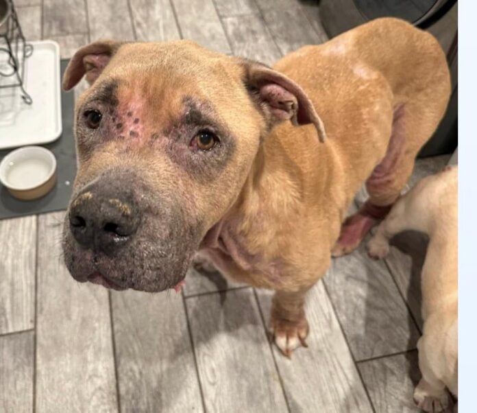 Poor pup lives alone on first floor of home because of his ‘allergies’