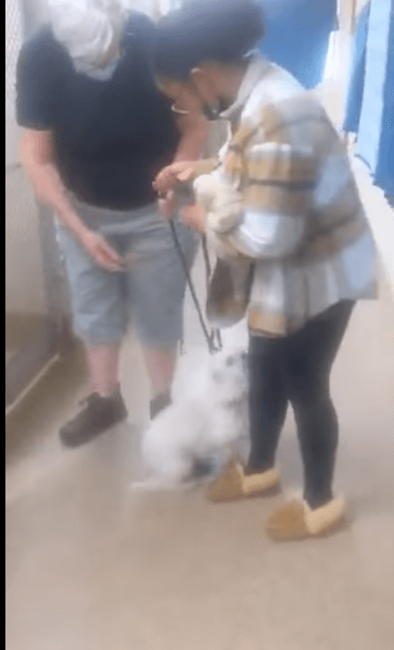 Owner reunited with her pup missing since November thanks to microchip