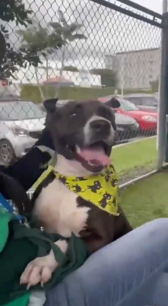 Reina has waited 11 months to find a loving home but no one came and now she is out of time