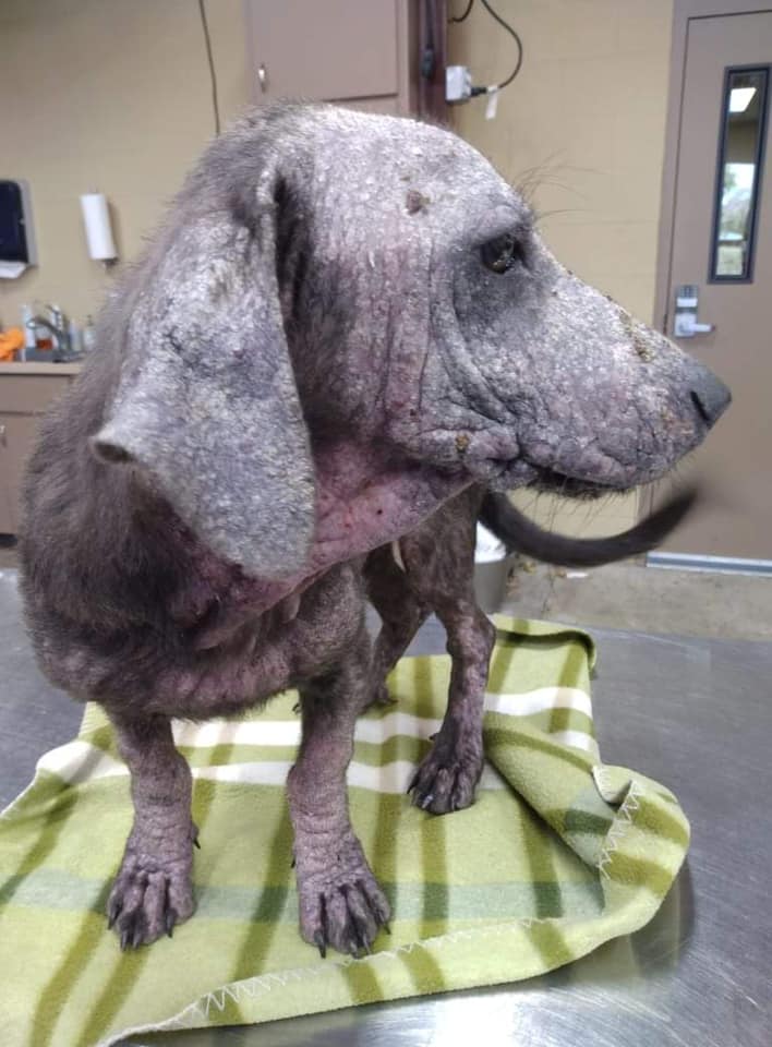 Update: Starving puppy found in front of supermarket