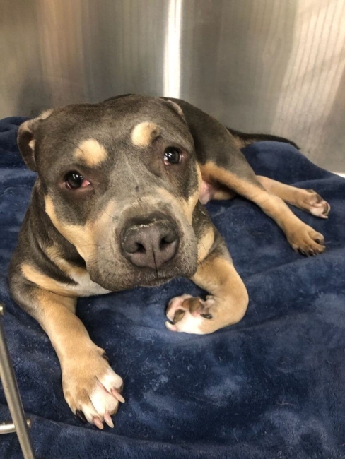 Sadness in surrendered dog’s eyes heartbreaking: Remy’s rescue is urgent