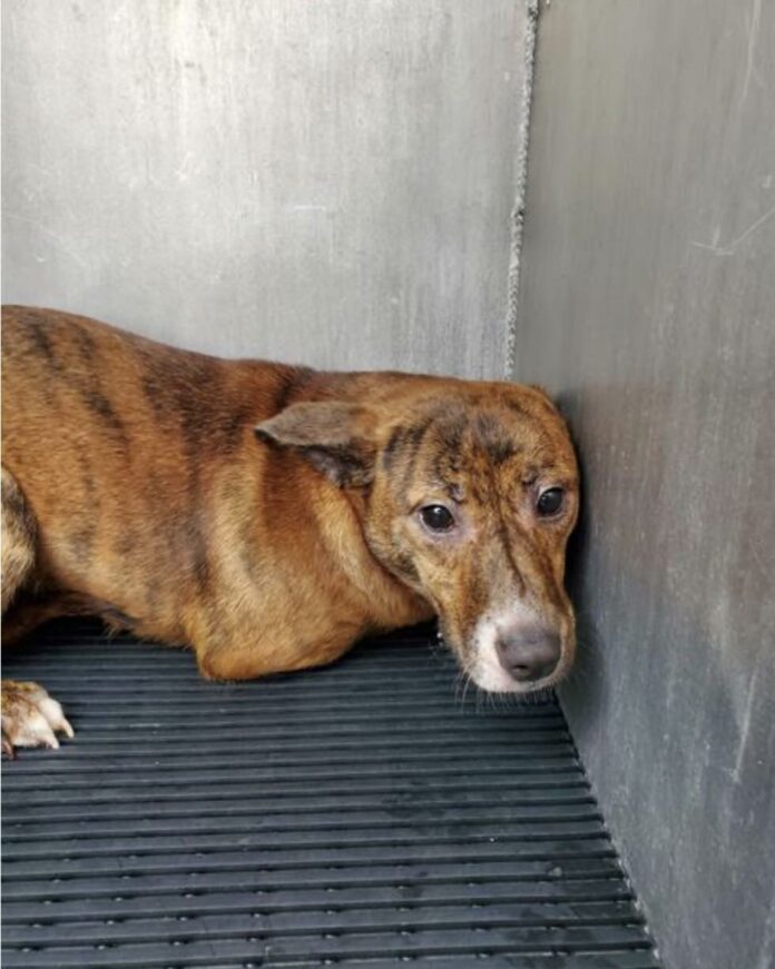 Extremely frightened dog ‘Ren’ because of someone’s cruelty desperately needs rescue