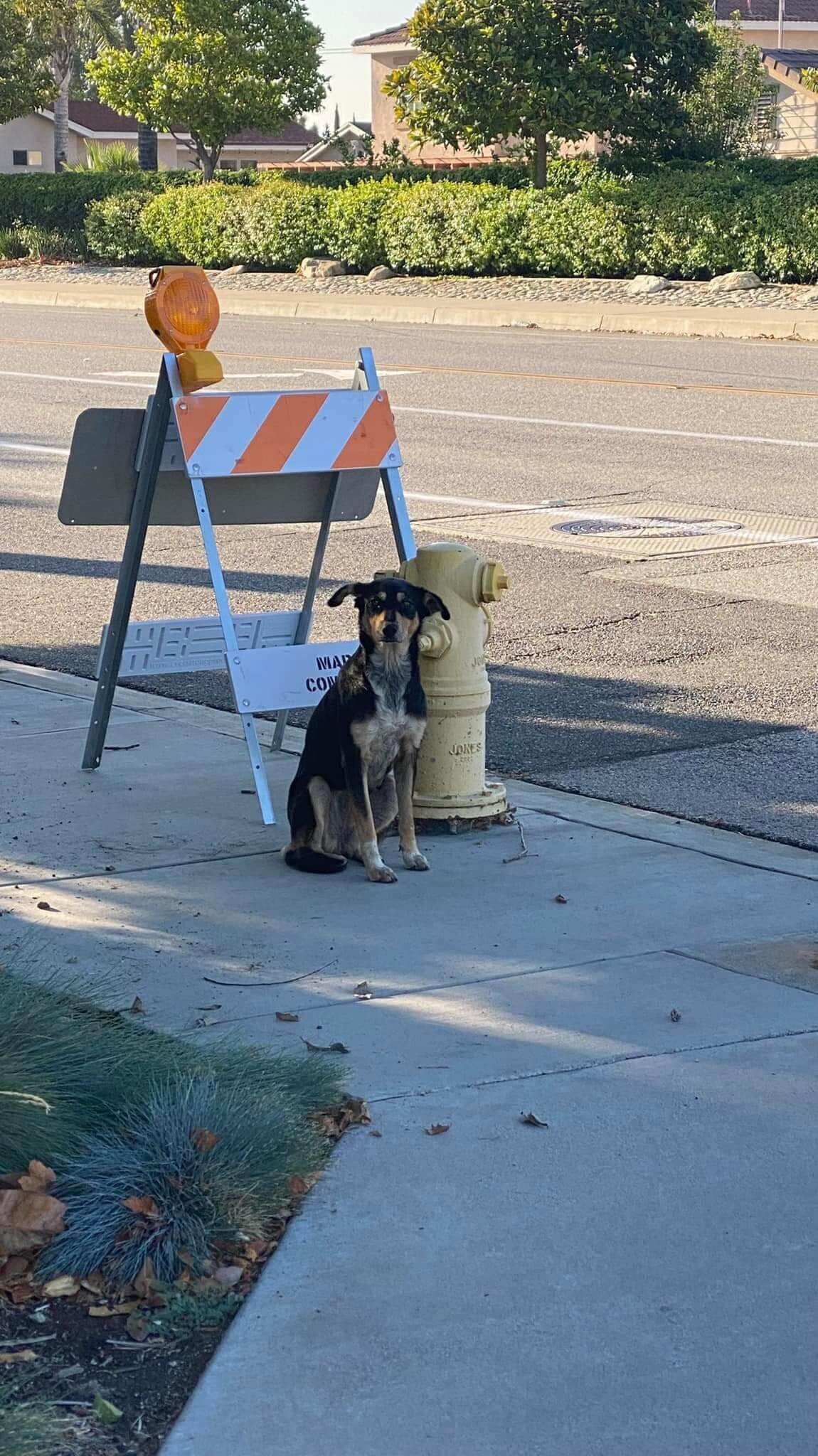Abandoned dog waited on corner for three days hoping her owner would come back