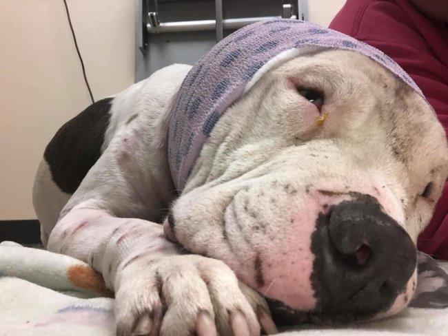 Sad update on Barnaby who touched the hearts of animal lovers