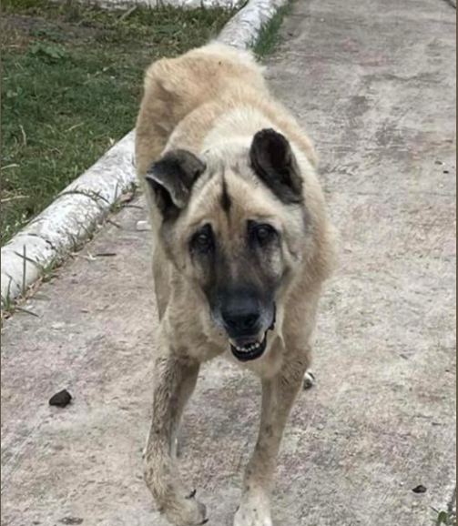 16-year-old German shepherd surrendered by his owner needs out of Texas shelter