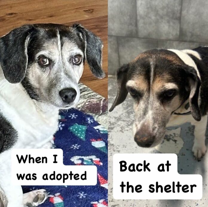 14-year-old dog’s heartbreaking face as family surrenders him after 12 years