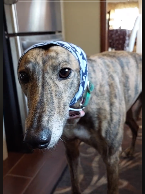 report-card-dog-1-1