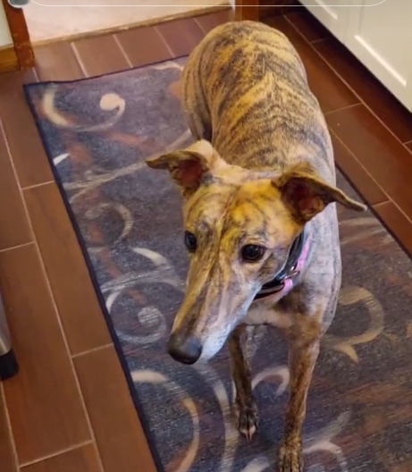 Rescue dog went to daycare with backpack and came home with note ‘most bestest girl ever’