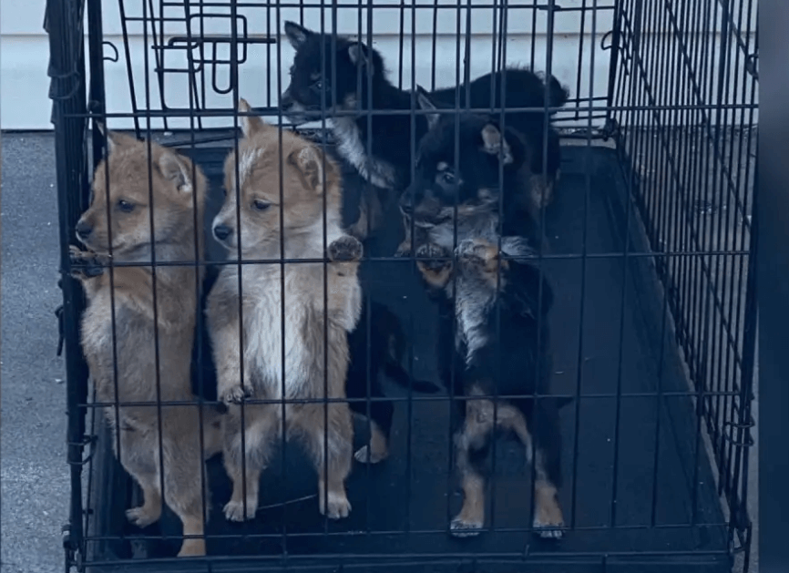 Five adorable puppies dumped with no food or water in broken kennel hoping for loving homes