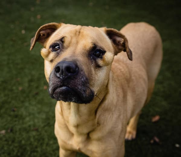 Abandoned dog with cysts under her eyes branded ‘ugly’ by shelter visitors finds her perfect home