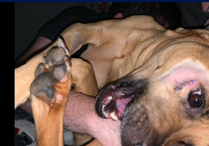 rescue-dogs-dream-5