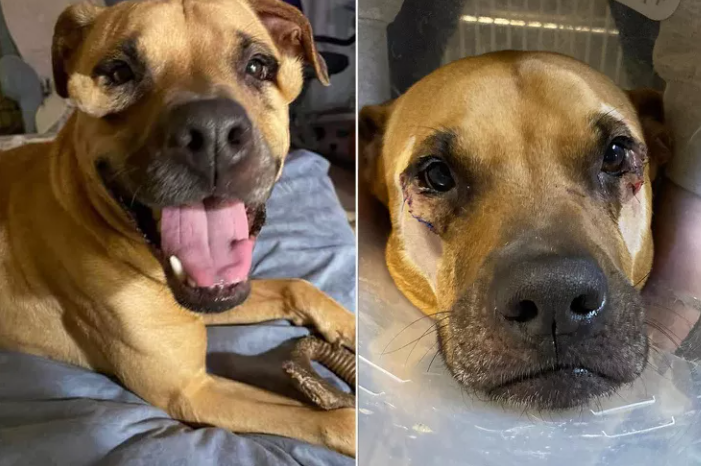 rescue-dogs-dream