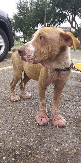 Child lauded as hero after rescuing ailing street dog while others looked away