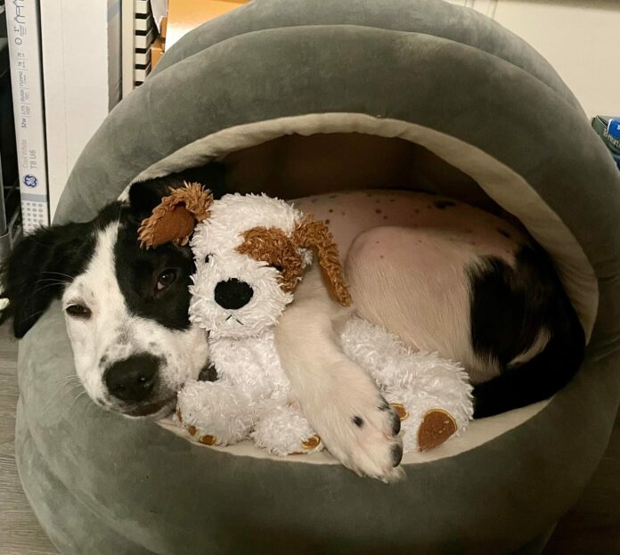 Shockingly evil: Just when a dog rescue had seen it all