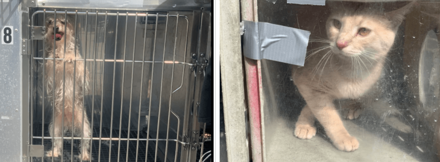 100 animals rescued from ‘filth’ in Lancaster County