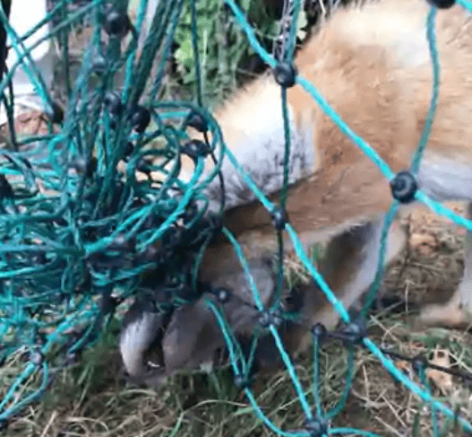 Fox entangled in fencing net had glove wedged in its mouth