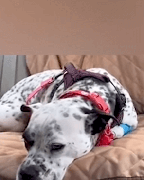 Terrified pittie dog can’t trust until she’s given a chance and her fairy tale comes true