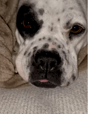 rescued-pit1