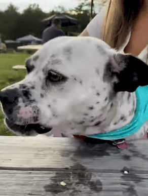 rescued-pit3