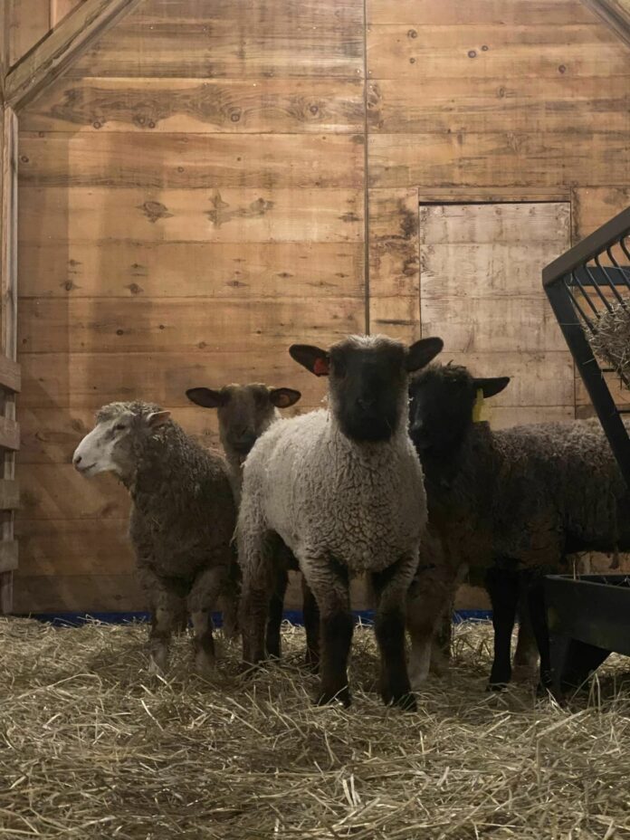 Rescued sheep 1