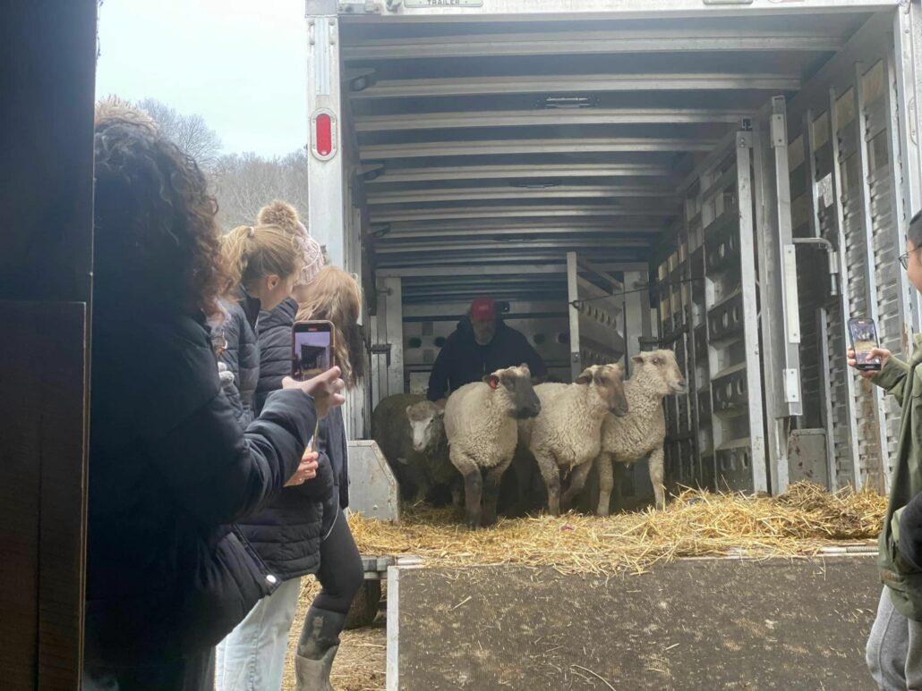 rescued-sheep-1030x773-1