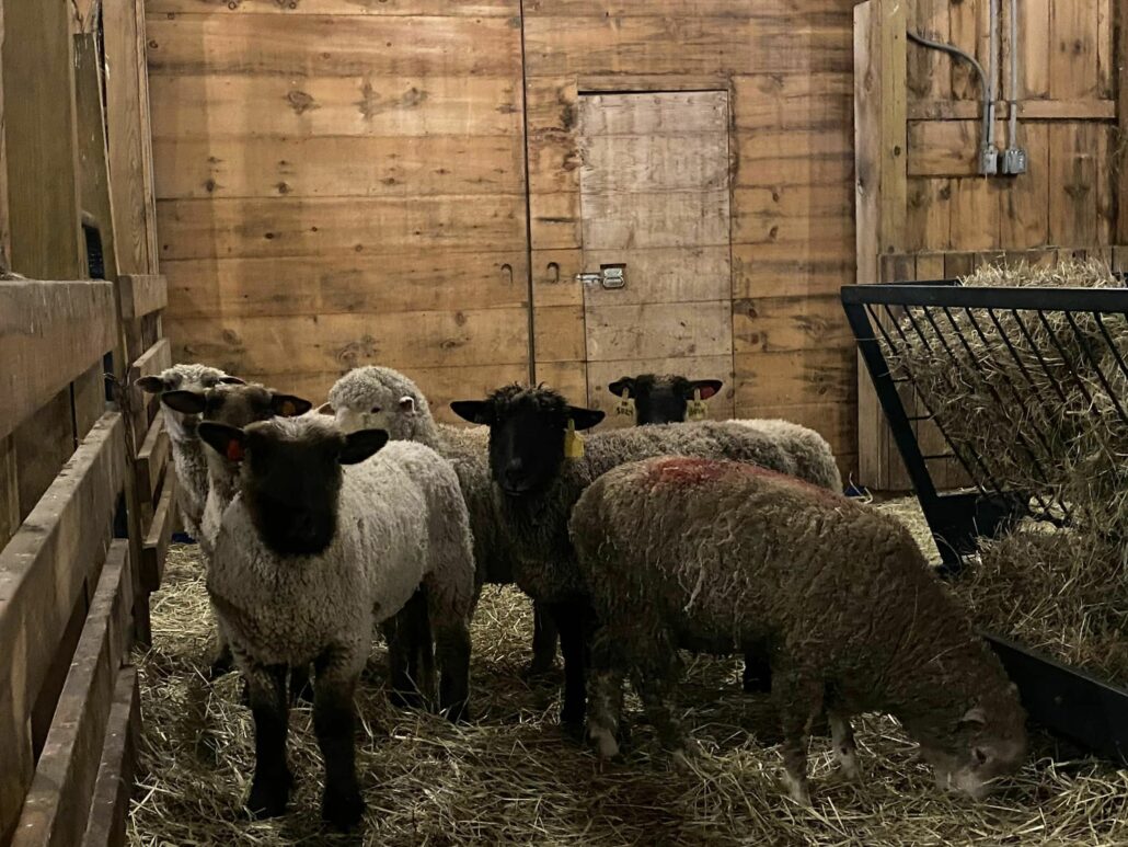 rescued-sheep-2-1030x773-1