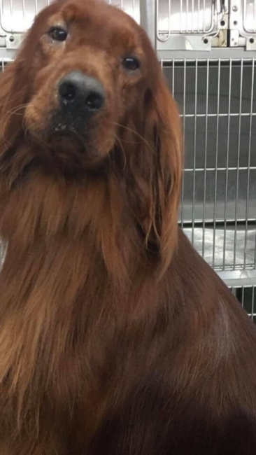 Irish Setter ‘Barney’ dumped by owner because dog not able to be bred