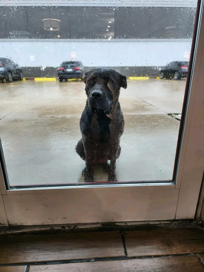 Stray pup stared through glass door at Houston restaurant begging for help during heavy rain storms