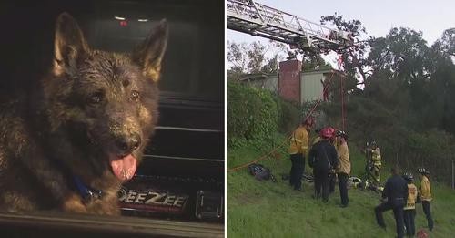 Fire department successfully rescued retired police dog from 60 foot hole