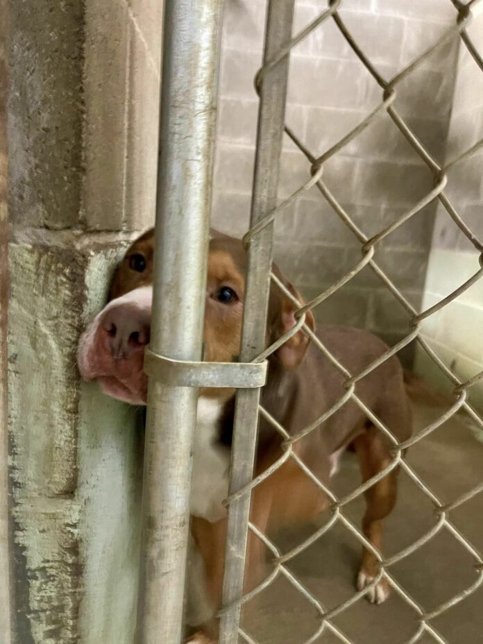 ‘Rex’ is so defeated and needs a loving home before it’s too late