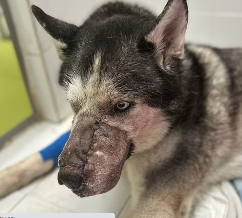 rex-the-husky-1