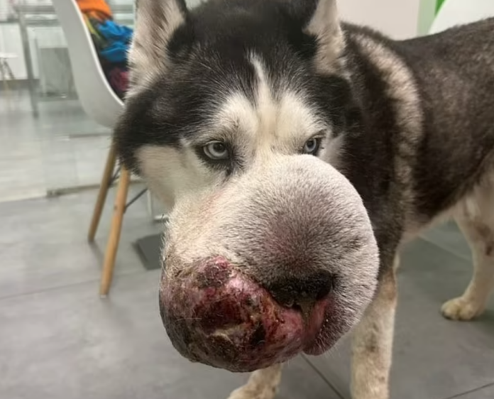 Dog owner made desperate plea on TikTok for vet help to save dog with huge tumor on face