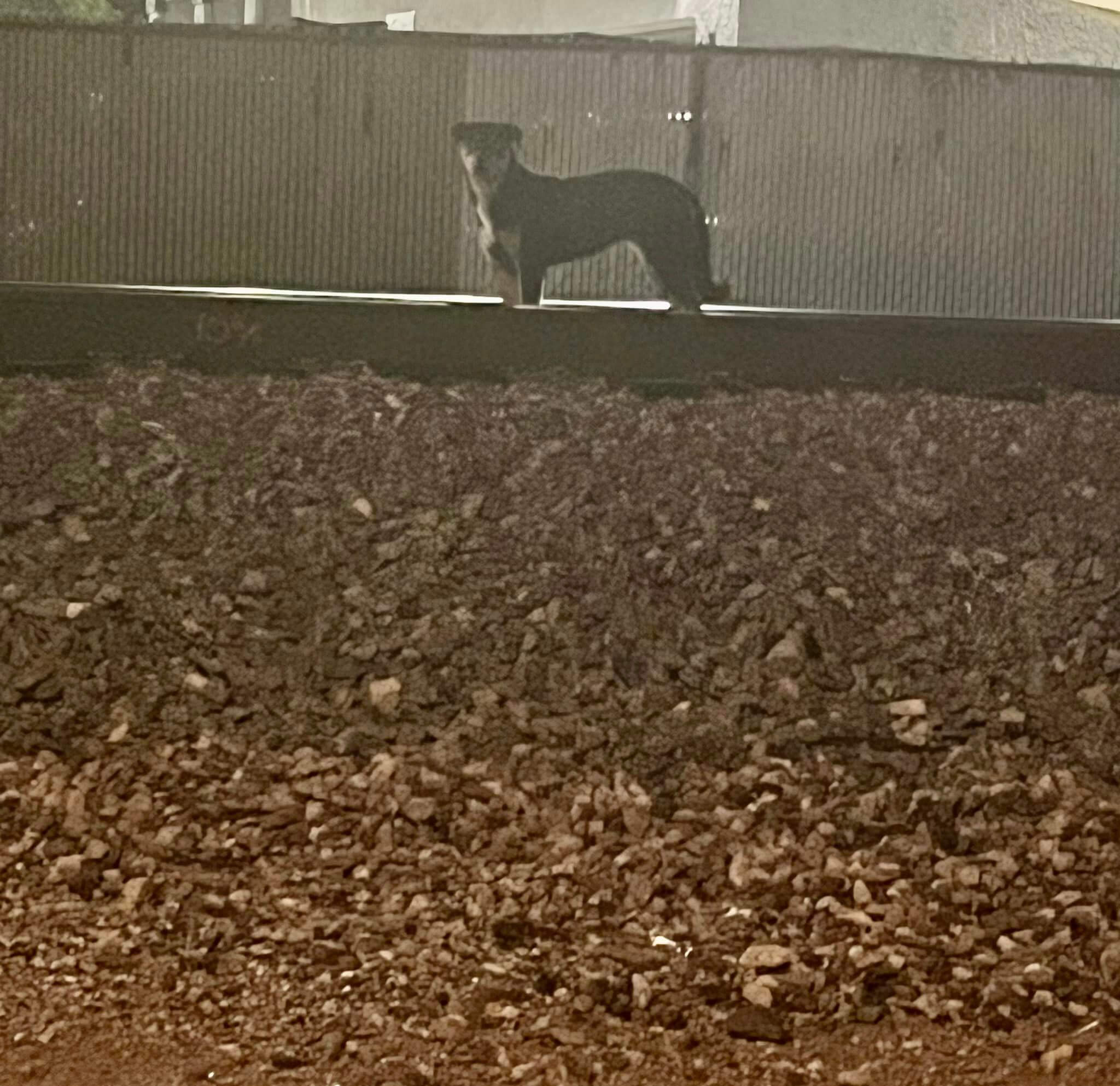 Scared pup caught between train tracks and coyote attack exhales sigh of relief when rescued