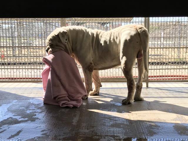 Owner dumped senior pup ‘Ribeye’ who finds comfort in his blanket