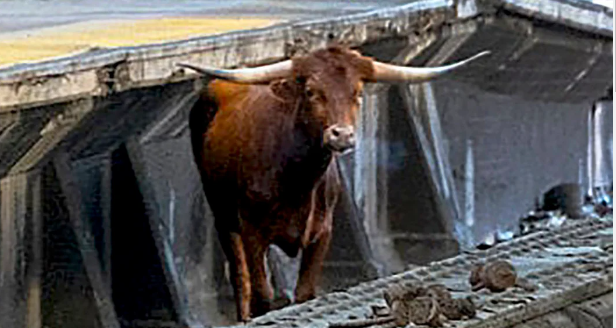 800 pound loose bull near Newark Penn Station safely captured and taken to sanctuary