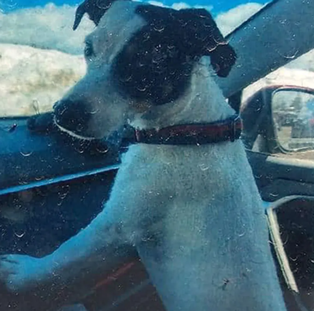 Loyal dog stayed with his owner’s body for months after duo went missing in Rocky Mountains