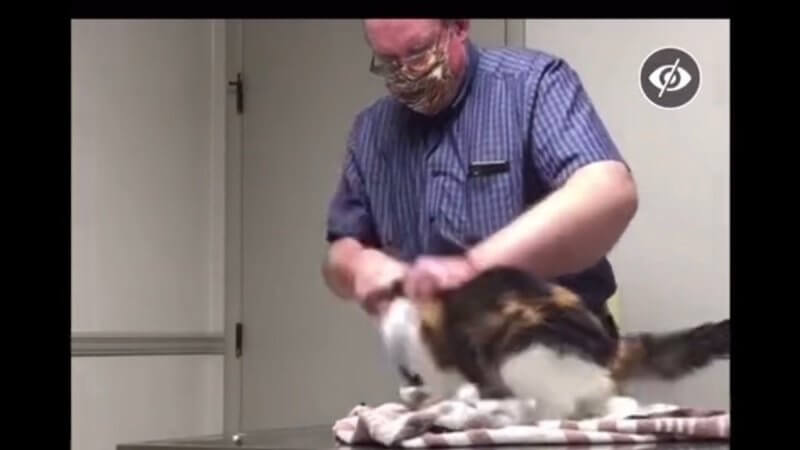 Ozark veterinarian charged with animal cruelty