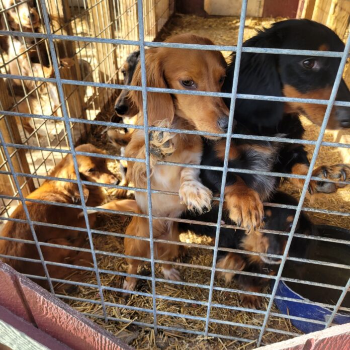 More than 80 dogs rescued in Richland County living in ‘deplorable’ conditions