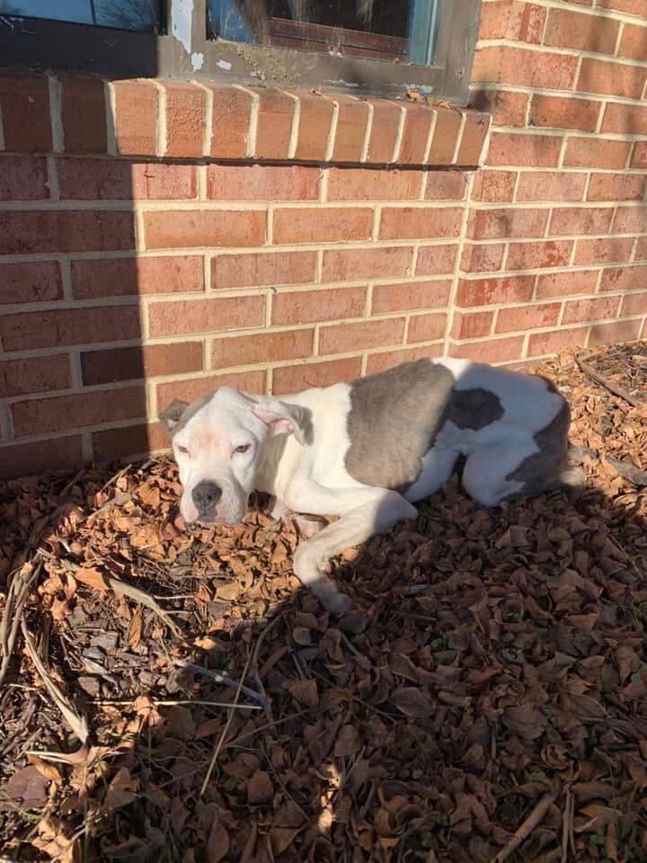 Heartbreaking: Sweet suffering dog left outside of animal shelter rushed to emergency veterinarian care