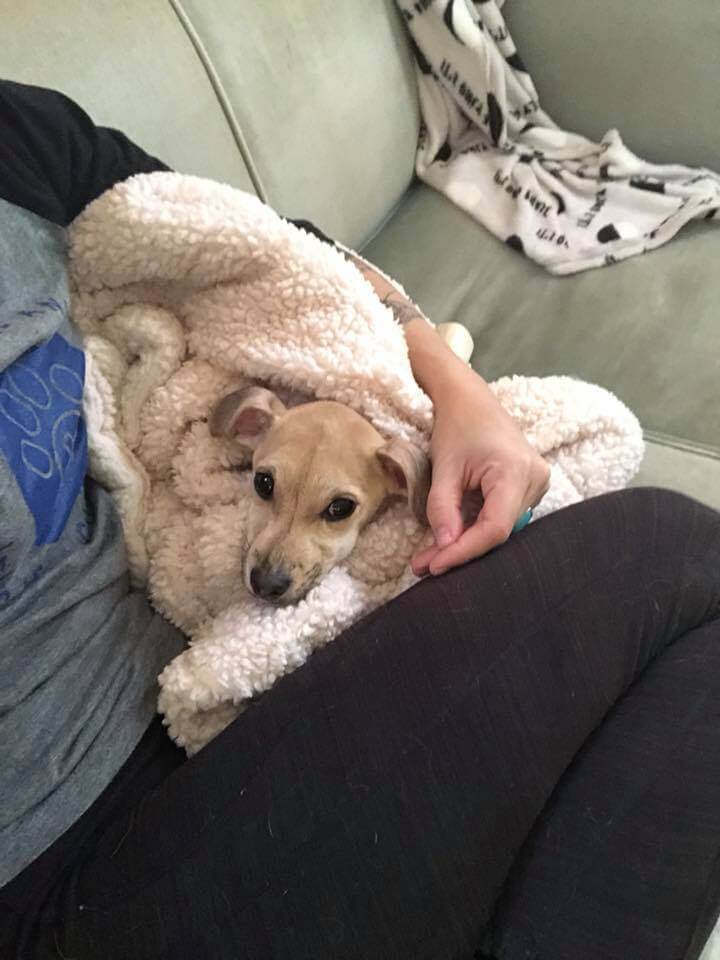 richmond-starving-dog